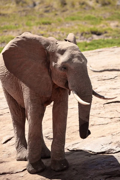 African Elephant Waterhole Een Eenzame Olifant Drinkt Water Keniaanse Savanne — Stockfoto
