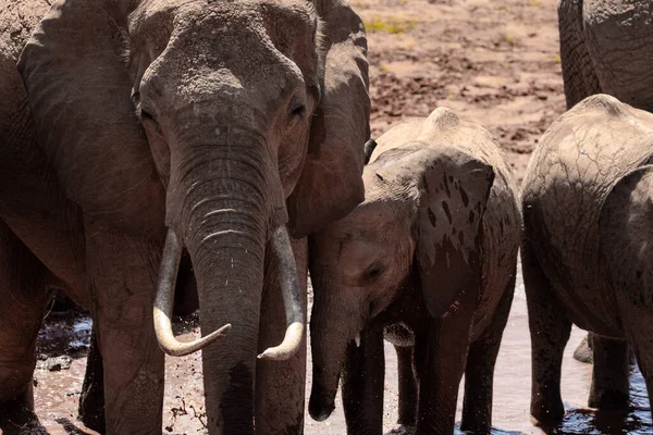 Una Manada Elefantes Pozo Agua Kenia Con Famoso Fondo Rojo — Foto de Stock