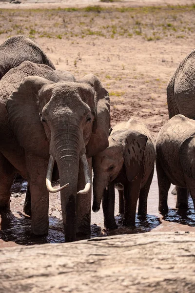 在肯尼亚的一个水坑里 一群大象站在著名的红色底部 在国家公园里 各种年龄的红象 带着婴儿 青少年和成年人 都在喝水和钓鱼 — 图库照片