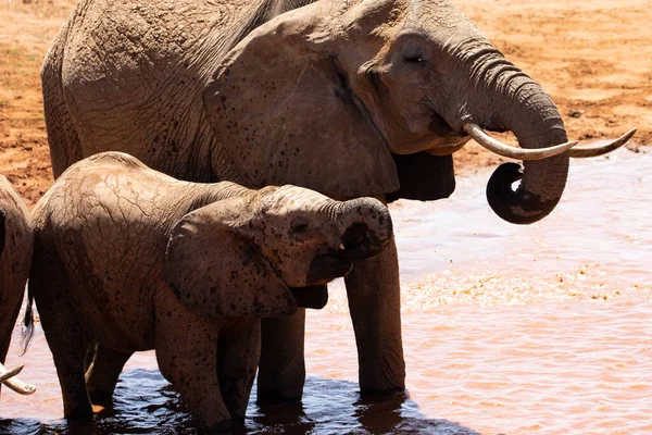 Flock Elefanter Vid Ett Vattenhål Kenya Med Den Berömda Röda — Stockfoto