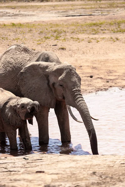 在肯尼亚的一个水坑里 一群大象站在著名的红色底部 在国家公园里 各种年龄的红象 带着婴儿 青少年和成年人 都在喝水和钓鱼 — 图库照片