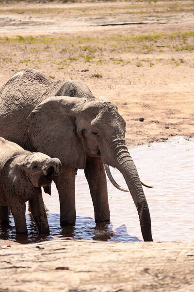 A herd of elephants at a waterhole in Kenya with the famous red bottom. Red elephants of all ages with infants, teens and adults drink and fish in the national park