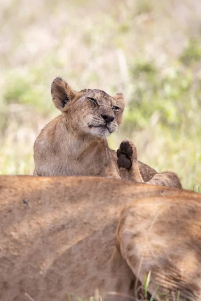 国立公園のサバンナを通ってサファリにアフリカのケニアで撮影された亀とライオンの家族 朝のゲームドライブからの写真 — ストック写真