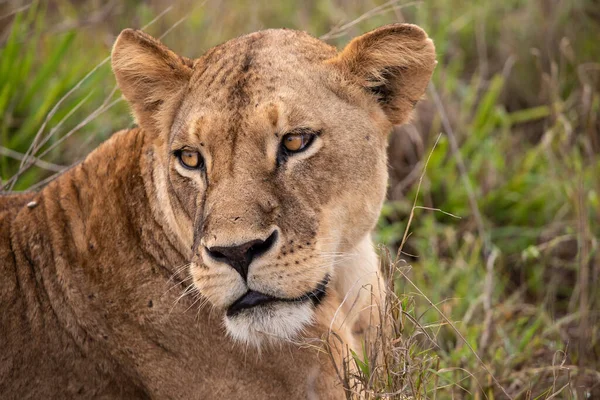 stock image A family of lions with their cubs, Photographed in Kenya, Africa on a safari through the savannah of the national parks. Pictures from a morning game drive