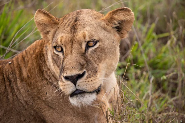 Family Lions Cubs Photographed Kenya Africa Safari Savannah National Parks Stock Photo