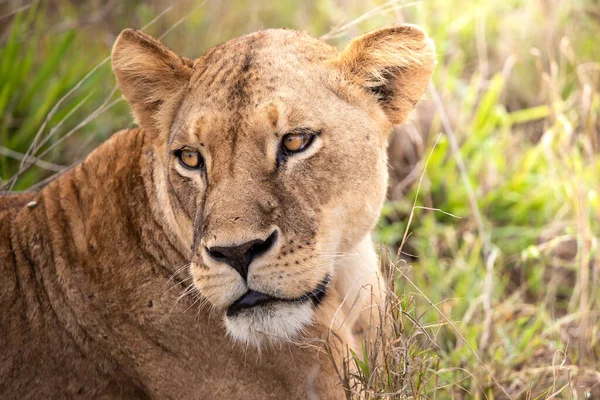 Family Lions Cubs Photographed Kenya Africa Safari Savannah National Parks Royalty Free Stock Images