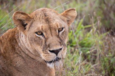 Yavrularıyla birlikte bir aslan ailesi, Kenya, Afrika 'da ulusal parkların savanlarında safari yaparken çekilmiş. Sabah maçından fotoğraflar.