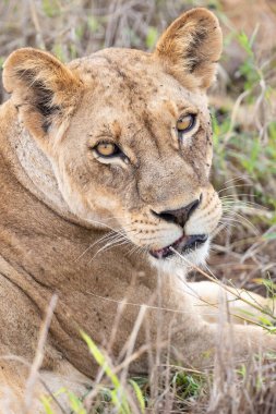Yavrularıyla birlikte bir aslan ailesi, Kenya, Afrika 'da ulusal parkların savanlarında safari yaparken çekilmiş. Sabah maçından fotoğraflar.