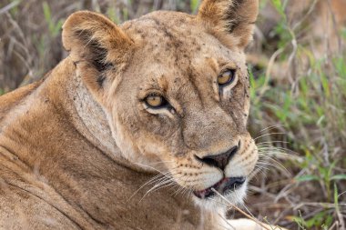 Yavrularıyla birlikte bir aslan ailesi, Kenya, Afrika 'da ulusal parkların savanlarında safari yaparken çekilmiş. Sabah maçından fotoğraflar.
