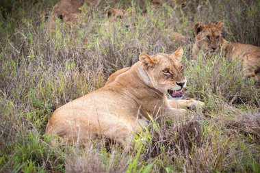 Turnikeleri Kenya, Afrika 'da ulusal parklarda safari yaparken çekilmiş bir aslan ailesi. Sabah maçından fotoğraflar.