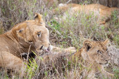 Turnikeleri Kenya, Afrika 'da ulusal parklarda safari yaparken çekilmiş bir aslan ailesi. Sabah maçından fotoğraflar.