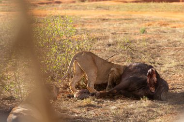 Dişi aslan vahşi doğada bir bufalo ile gururla övünür. Avlandıktan ve safariyle beslendikten sonra. Delilik içindeki aslanlar. Kenya Afrika, Ulusal Park