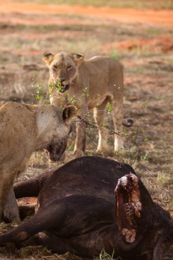 Dişi aslan vahşi doğada bir bufalo ile gururla övünür. Avlandıktan ve safariyle beslendikten sonra. Delilik içindeki aslanlar. Kenya Afrika, Ulusal Park