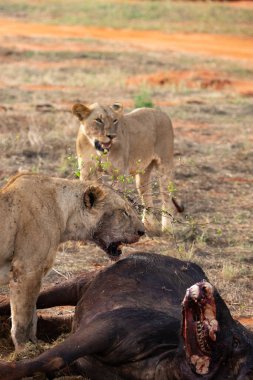 Dişi aslan vahşi doğada bir bufalo ile gururla övünür. Avlandıktan ve safariyle beslendikten sonra. Delilik içindeki aslanlar. Kenya Afrika, Ulusal Park