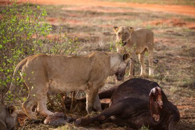 Dişi aslan vahşi doğada bir bufalo ile gururla övünür. Avlandıktan ve safariyle beslendikten sonra. Delilik içindeki aslanlar. Kenya Afrika, Ulusal Park