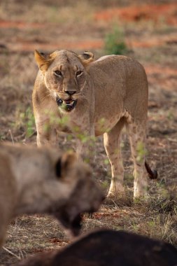 Dişi aslan vahşi doğada bir bufalo ile gururla övünür. Avlandıktan ve safariyle beslendikten sonra. Delilik içindeki aslanlar. Kenya Afrika, Ulusal Park