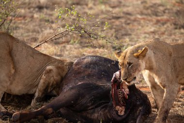 Dişi aslan vahşi doğada bir bufalo ile gururla övünür. Avlandıktan ve safariyle beslendikten sonra. Delilik içindeki aslanlar. Kenya Afrika, Ulusal Park