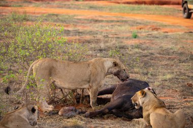 Dişi aslan vahşi doğada bir bufalo ile gururla övünür. Avlandıktan ve safariyle beslendikten sonra. Delilik içindeki aslanlar. Kenya Afrika, Ulusal Park