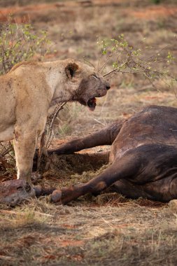 Dişi aslan vahşi doğada bir bufalo ile gururla övünür. Avlandıktan ve safariyle beslendikten sonra. Delilik içindeki aslanlar. Kenya Afrika, Ulusal Park