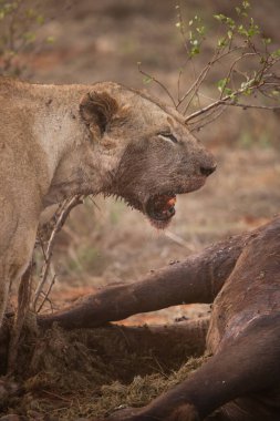 Dişi aslan vahşi doğada bir bufalo ile gururla övünür. Avlandıktan ve safariyle beslendikten sonra. Delilik içindeki aslanlar. Kenya Afrika, Ulusal Park