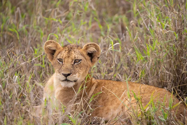 Une Famille Lions Avec Leurs Petits Photographié Kenya Afrique Sur — Photo