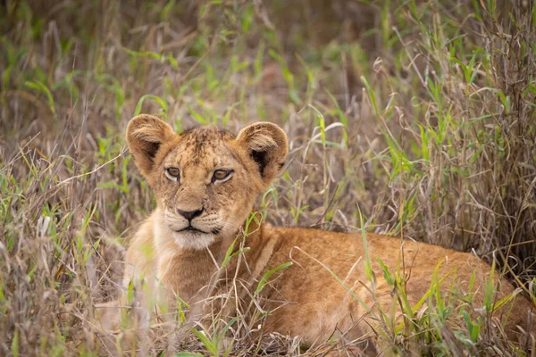 Een Leeuwenfamilie Met Hun Welpen Gefotografeerd Kenia Afrika Safari Door — Stockfoto