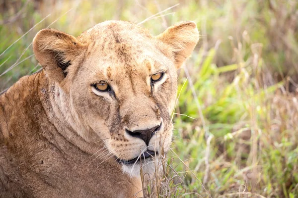 Family Lions Cubs Photographed Kenya Africa Safari Savannah National Parks — Stock Photo, Image