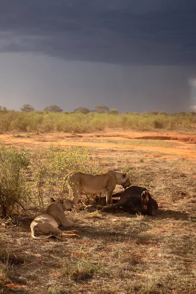 Female Lion Proudly Boasts Water Buffalo Wild Hunting Feeding Safari — Stock Photo, Image