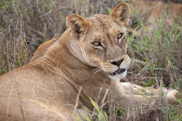Une Famille Lions Avec Leurs Petits Photographié Kenya Afrique Sur — Photo