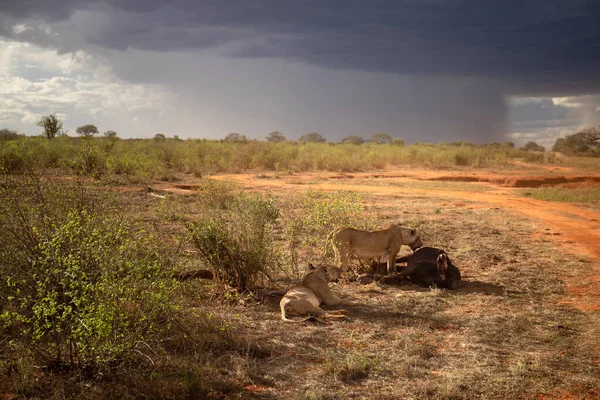 사자는 물소를 자랑스럽게 사파리를 사냥하고 후에요 사자들처럼 케냐아 프리아 — 스톡 사진