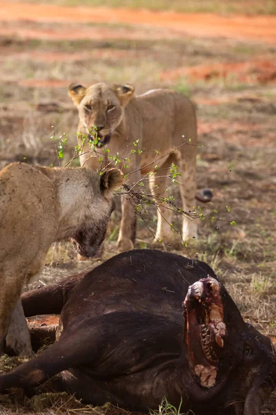 Mujer León Orgullosamente Jacta Búfalo Agua Naturaleza Después Cazar Alimentarse — Foto de Stock