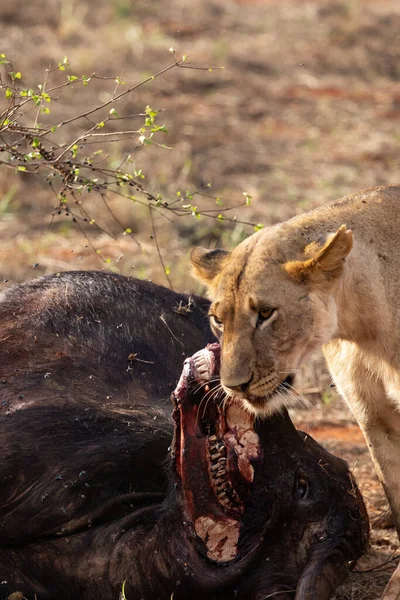 Female lion proudly boasts of a water buffalo in the wild. After hunting and feeding on safari. lions in a madness. Kenya africa, national park