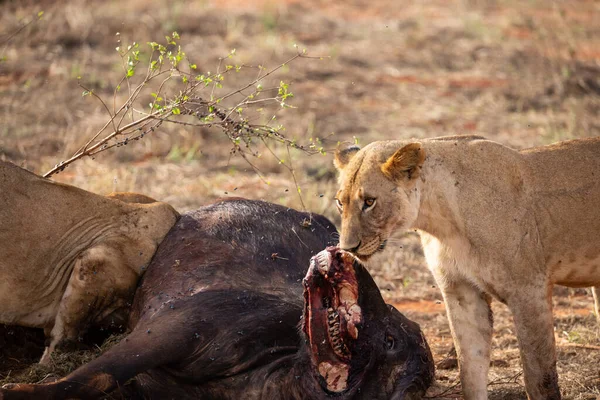 Leão Fêmea Orgulhosamente Orgulha Búfalo Água Natureza Depois Caçar Alimentar — Fotografia de Stock