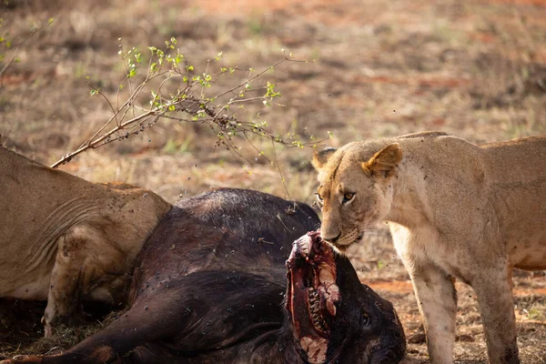 Vrouwelijke Leeuw Prat Trots Een Waterbuffel Het Wild Het Jagen — Stockfoto