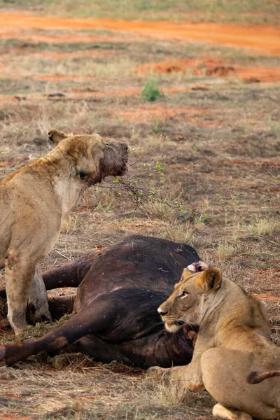 Leul Sex Feminin Mândrește Bivol Apă Sălbăticie După Vânătoare Hrănire — Fotografie, imagine de stoc