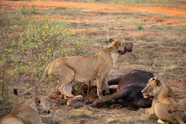 母狮子骄傲地吹嘘野生水牛 在狩猎和以狩猎为生之后狮子发疯了 肯尼亚非洲国家公园 — 图库照片