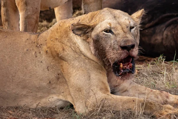 Lion Femelle Vante Fièrement Buffle Eau Dans Nature Après Chasse — Photo