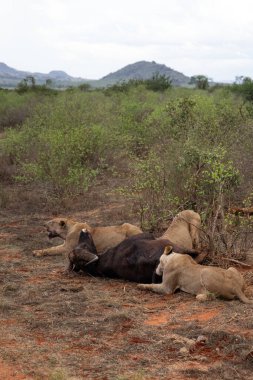 Dişi aslan vahşi doğada bir bufalo ile gururla övünür. Avlandıktan ve safariyle beslendikten sonra. Delilik içindeki aslanlar. Kenya Afrika, Ulusal Park