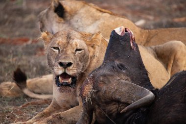 Dişi aslan vahşi doğada bir bufalo ile gururla övünür. Avlandıktan ve safariyle beslendikten sonra. Delilik içindeki aslanlar. Kenya Afrika, Ulusal Park