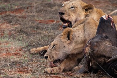 Dişi aslan vahşi doğada bir bufalo ile gururla övünür. Avlandıktan ve safariyle beslendikten sonra. Delilik içindeki aslanlar. Kenya Afrika, Ulusal Park