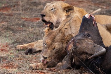 Dişi aslan vahşi doğada bir bufalo ile gururla övünür. Avlandıktan ve safariyle beslendikten sonra. Delilik içindeki aslanlar. Kenya Afrika, Ulusal Park