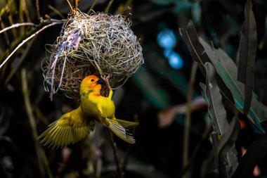 Afrika 'dan gelen dokumacı kuşlar (Ploceidae), Widah ispinozları olarak da bilinir. Örülmüş bir kuş şaheseri. Yayılmış Kanatlar Donmuş