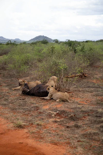 Θηλυκό Λιοντάρι Υπερηφανεύεται Για Ένα Βουβάλι Στη Φύση Μετά Κυνήγι — Φωτογραφία Αρχείου