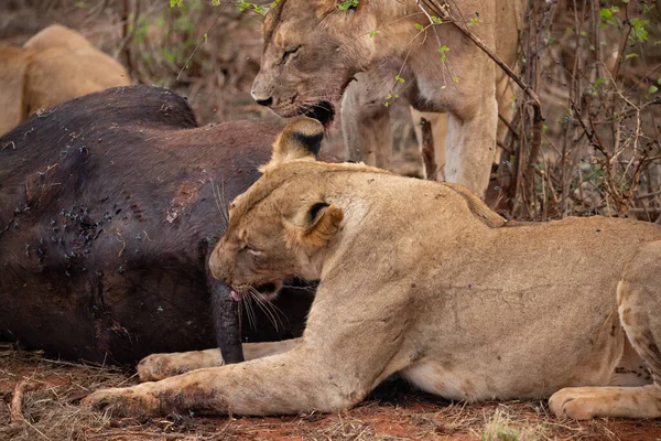 雌ライオンは野生の水牛を誇りに思っています 狩猟やサファリでの餌の後 ライオンは狂気の沙汰だ ケニアアフリカ国立公園 — ストック写真