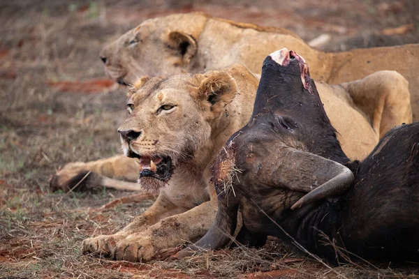 母狮子骄傲地吹嘘野生水牛 在狩猎和以狩猎为生之后狮子发疯了 肯尼亚非洲国家公园 — 图库照片
