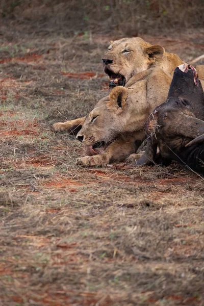 Female Lion Proudly Boasts Water Buffalo Wild Hunting Feeding Safari — Stock Photo, Image