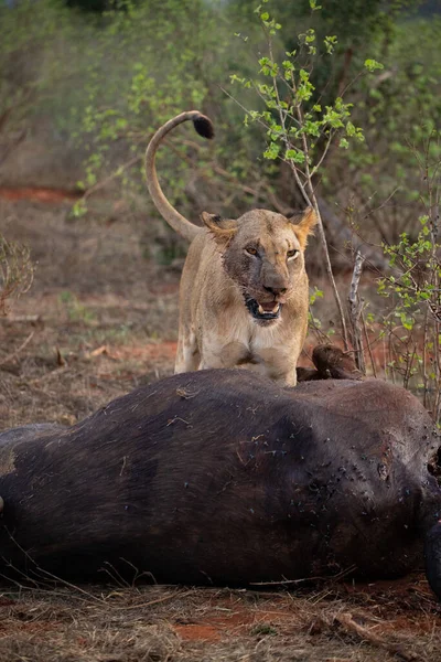 雌ライオンは野生の水牛を誇りに思っています 狩猟やサファリでの餌の後 ライオンは狂気の沙汰だ ケニアアフリカ国立公園 — ストック写真