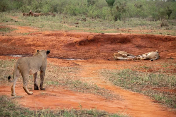 Female Lions Eating Buffalo Lie Famous Red Soil Tsavo East — Stock Photo, Image