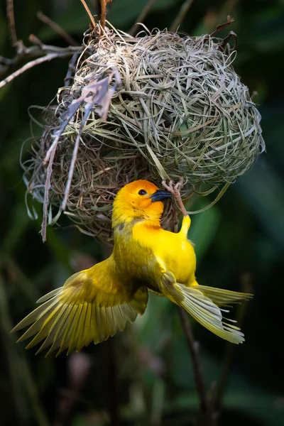 stock image The weaver birds (Ploceidae) from Africa, also known as Widah finches building a nest. A braided masterpiece of a bird. Spread Wings Frozen