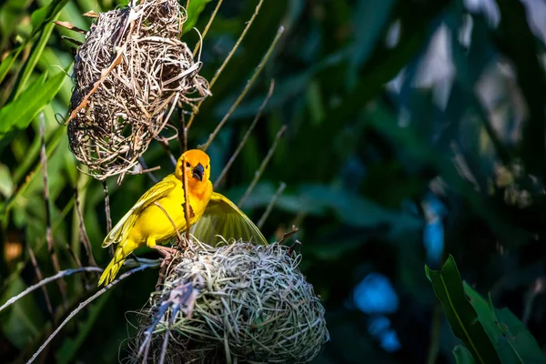 stock image The weaver birds (Ploceidae) from Africa, also known as Widah finches building a nest. A braided masterpiece of a bird. Spread Wings Frozen